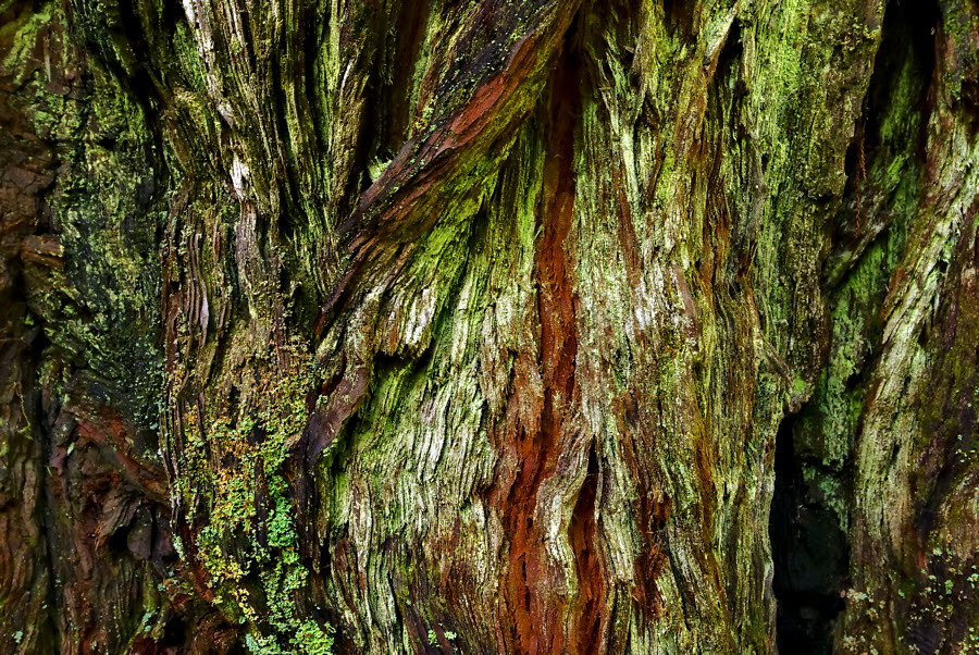 Tree Bark #88